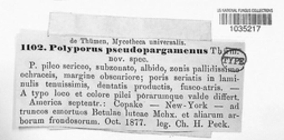 Polyporus pseudopargamenus image